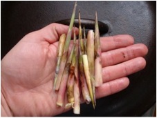 Phragmites Phragmites